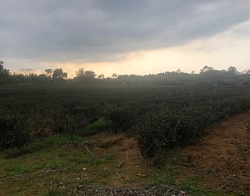 龍潭高楊南路農地1｜桃園市龍潭區高平段