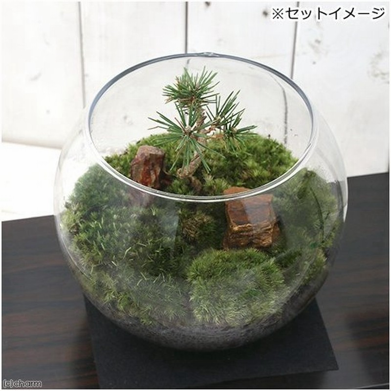 観葉植物 苔ｔｅｒｒａｒｉｕｍ 和景レイアウトセット 黒松 説明書付 通販 Lineポイント最大0 5 Get Lineショッピング