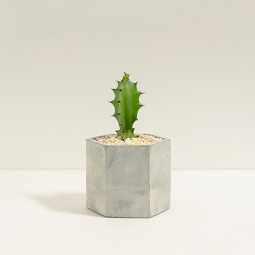 龍骨木│泥作系列│福所栽