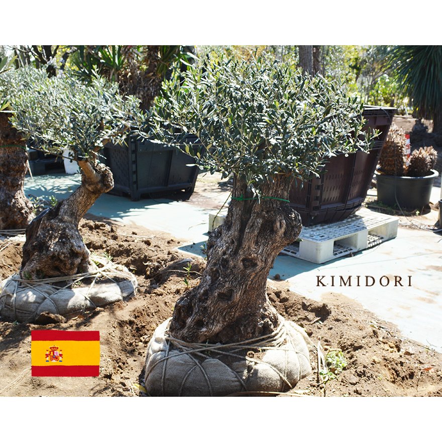 オリーブ I 約1cm スペイン 直輸 古木 現品 丈夫 植木 シンボルツリー 庭木 ガーデニング 常緑樹 実苗 庭 ガーデン オリーブの木 実 品質 エクステリア 外構 通販 Lineポイント最大0 5 Get Lineショッピング