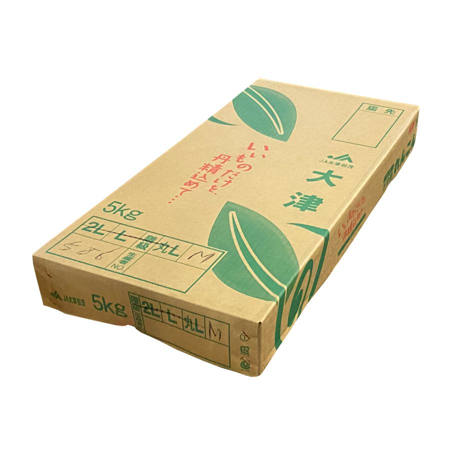 徳島県産　レンコン（れんこん／蓮根）　秀品　Lサイズ　5kg