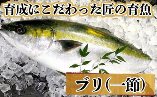 ブリ 1節 (約5人前) 薬味 醤油付き セット