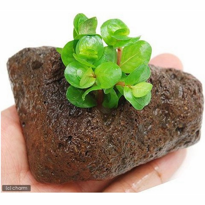 水草 ロタラ インディカ 水上葉 穴あき溶岩石付 無農薬 １個 通販 Lineポイント最大0 5 Get Lineショッピング