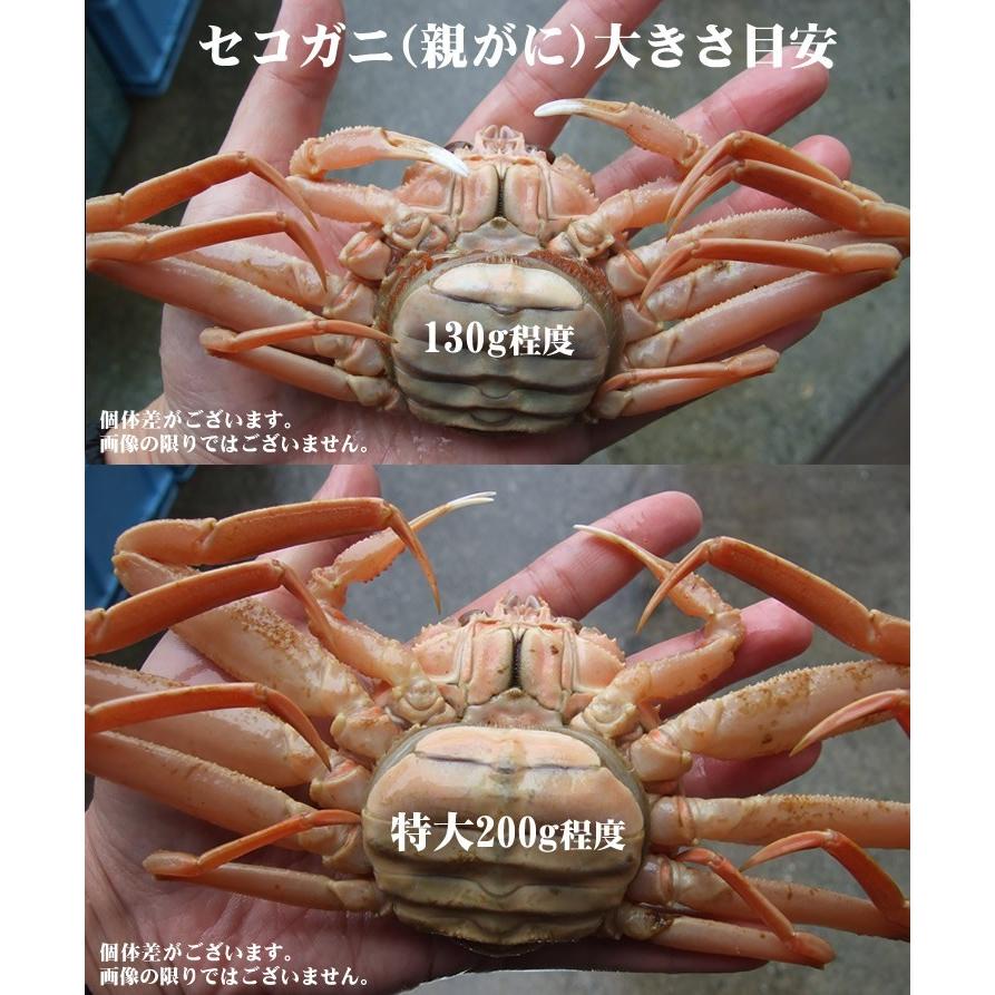 セコガニ親がに 勢子がに 訳あり 生 特大 5枚セット 200g前後が5枚入 送料無料 かに カニ 蟹