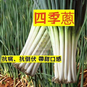 🌱快速收成（四季蔥種子）四季高產 新手易種室內室外盆栽 蔥白長實桿 口感微甜 高產耐寒 抗病、抗倒伏 蔬菜種子#辛香類
