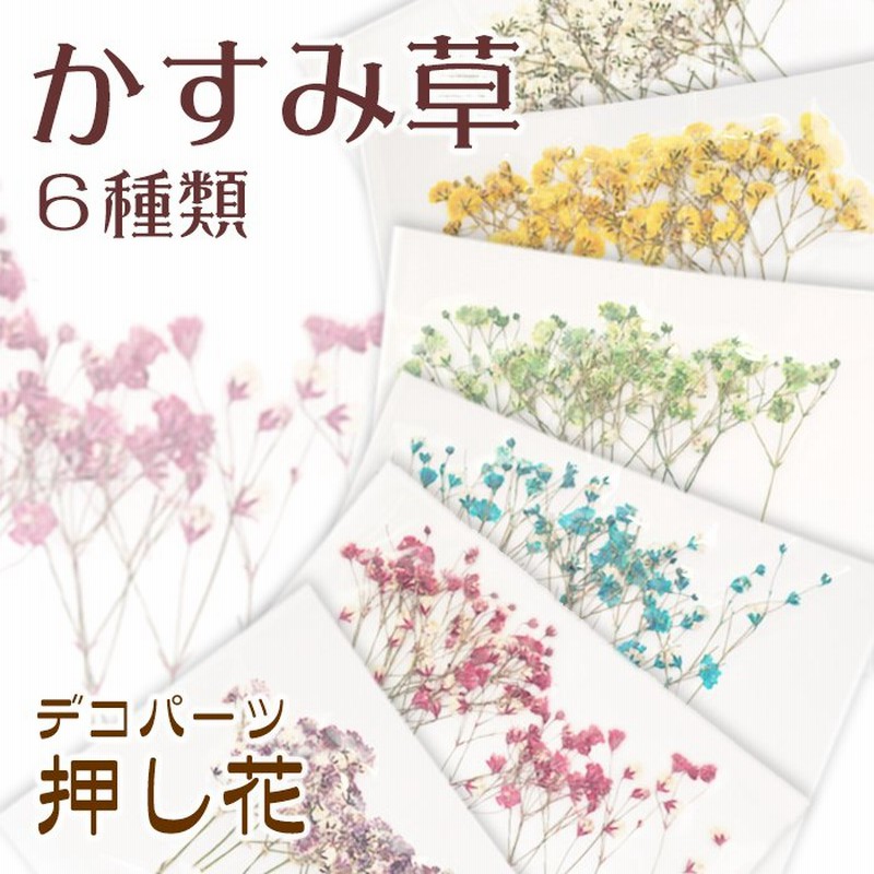 デコパーツ 70 押し花 かすみ草 ドライフラワー 材料 レジン ハンドメイド 国内発送 通販 Lineポイント最大0 5 Get Lineショッピング