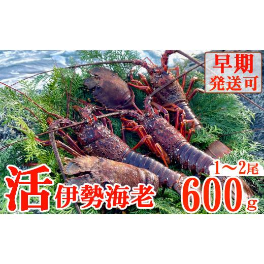 ふるさと納税 高知県 室戸市 活伊勢海老６００ｇ