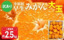 ご家庭用小原紅早生みかん(大玉)　約2.5kg