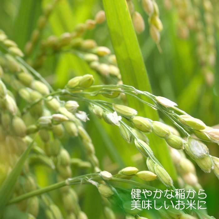 新米！減農薬米ひのひかり 令和５年度産  10kg 農園直送 送料無料