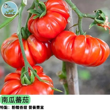 🎃🍅【瓜茄合體超特別】南瓜番茄種子 一藤結兩果 水果型新品種 陽台盆栽可種 高產好養 庭院種植 親子共耕樂趣