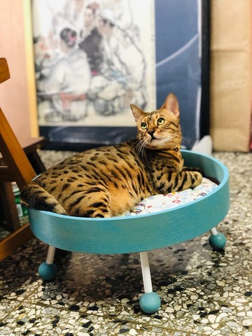 寵物床 貓床 小犬床 飛碟造型床 圓形 貓軟布可洗