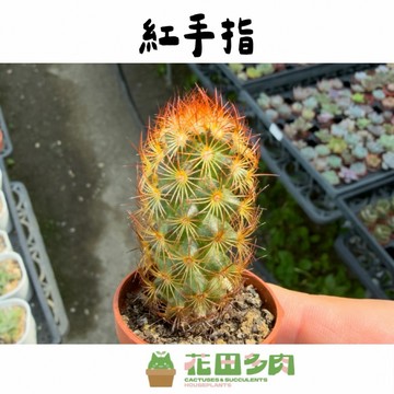 《花田多肉》🌵【紅手指】 1吋盆 仙人掌/多肉植物/多肉/小品/組盆/園藝/盆栽/防小人/室外植物