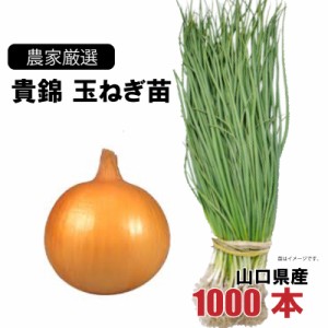 玉ねぎ苗 極早生 貴錦 1000本束 山口県産  野菜苗 家庭菜園 ガーデニング