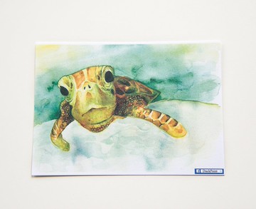 明信片Turtle swim海龜悠遊。色鉛筆水彩手繪tortoise postcard