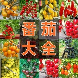現貨 番茄種子大全（50粒）新品種 新手易種 高產 爆盆小番茄 庭院盆栽陽台水果番茄種子 Seed 發芽率95%