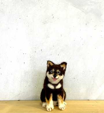 黑柴犬