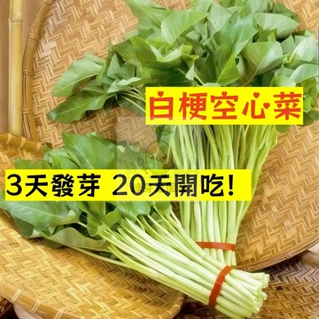 🌱快速收成（白梗空心菜種子）蕹菜種子 四季高產盆栽大葉青菜種子 硬菜種子 蔬菜種子 多次採收#食用蔬菜種子