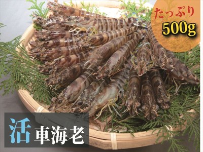 (1231)日本海産“活き”車海老500ｇ