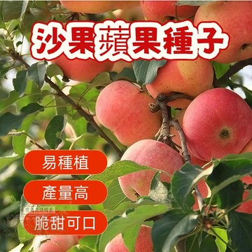 🍎沙果蘋果種子 新蘋果種子 紅肉蘋果種子 蛇果種子 青蘋果種籽 四季營養水果種子 蘋果 可盆栽 四季播種 高成活