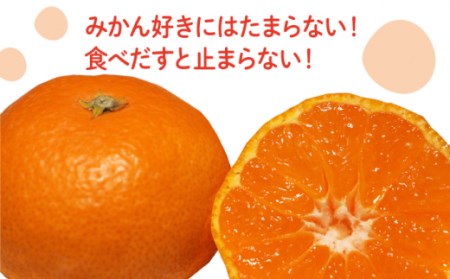 先行予約！フルーツ定期便 高糖度 温州みかん（約10kg×2回）果物定期便 定期 新鮮 季節 甘い 九州 ミカン 蜜柑 果物 高糖度   南島原市   南島原果物屋 [SCV002]