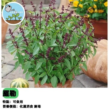 【台灣現貨】九層塔種子 羅勒 Basil 香料植物 自己種最新鮮 打拋葉 三杯雞必備 陽台盆栽 好種易活 廚房香草