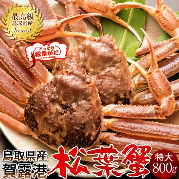 松葉ガニ タグ付き 松葉蟹［特大］800g×2尾 活まつばがに 生きたまま 新物 鳥取県産 生 マツバガニ 日本海ズワイガニ［お歳暮 2023 ギフト 御歳暮］