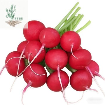 青禾園藝🥕（早熟櫻桃蘿蔔種子） 圓形大白水果蘿蔔四季全年可種迷你小蘿蔔盆栽蔬菜種子#果菜#台灣自留種