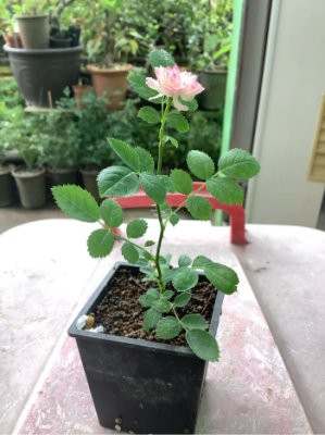 天穎穎園藝 日本姬八重粉薔薇苗 109 5 10更新 花拍是放大版 隨機出貨 Yahoo奇摩拍賣 Line購物