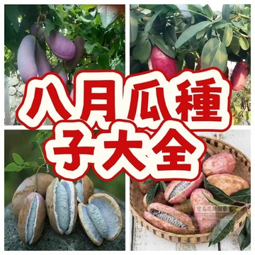 ✨八月瓜種子 當年結果籽少肉多水果種植爬藤甜瓜紫果八月炸種子 爬藤水果種子發芽率高 高產 蔬菜瓜果種子大全