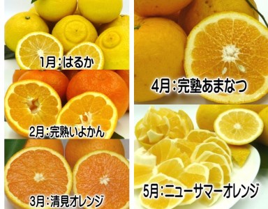 東伊豆産　伊豆の柑橘　定期便　Cコース　E014／収穫体験農園ふたつぼり　はるか　伊予柑　オレンジ　甘夏　みかん　静岡県　東伊豆町