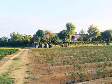 龍潭富林段*陸總部*中科院珍稀茶園｜桃園市龍潭區富林段