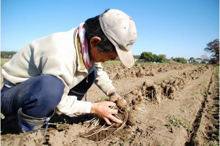 聖籠産米・砂里芋セット