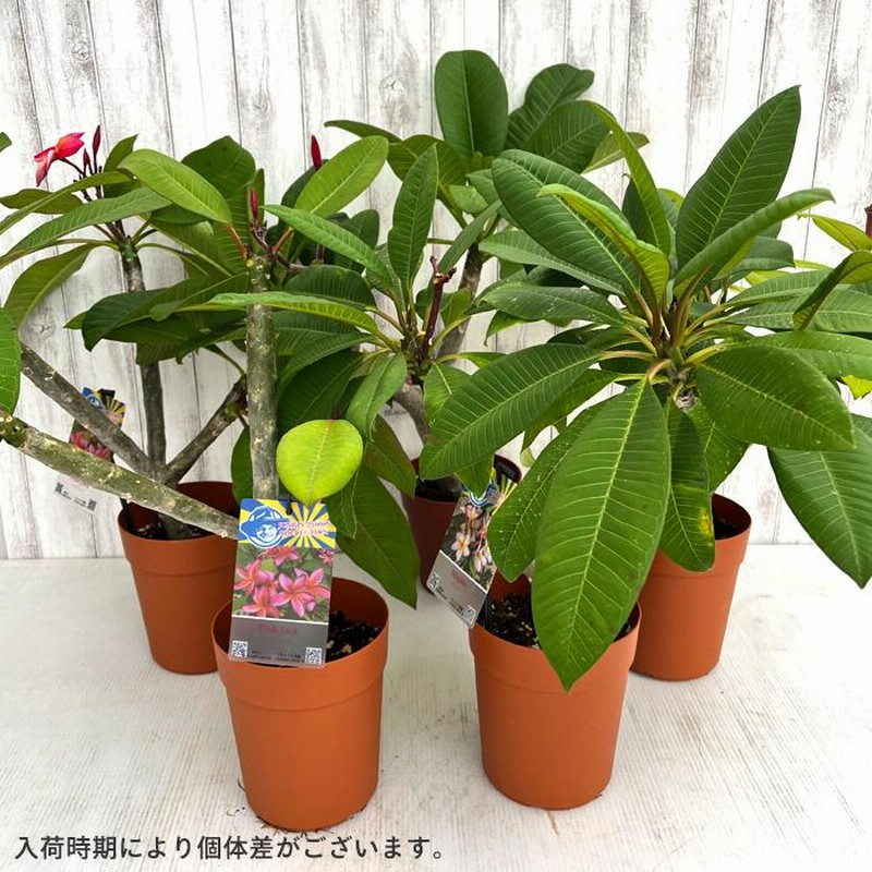 高さ約95㎝枝分かれタイプのプルメリア8号鉢・ジャングルジャック・ミニホワイト gp-yamacho_plumeria27