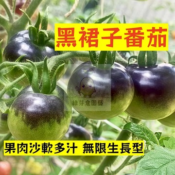 🌱早熟高產（黑裙子番茄種子FQ-34）果肉沙軟多汁 抗病性强 易生長  抗病抗旱易種植 高產爬藤蔬菜種子#果菜類