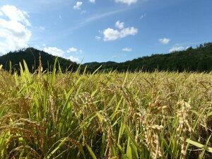 京都・神前米 キヌヒカリ 5kg×3回☆精米したてをお届け≪減農薬 自家栽培米 生産農家 直送 新米 令和5年産 精米 クリーン白米≫