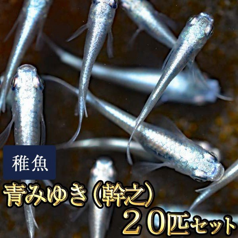 メダカ 送料無料 青みゆき 幹之 めだか 未選別 稚魚 Ss Sサイズ 匹セット 鉄仮面血統 幹之メダカ 沖縄は別途送料必要 限定大特価 通販 Lineポイント最大get Lineショッピング