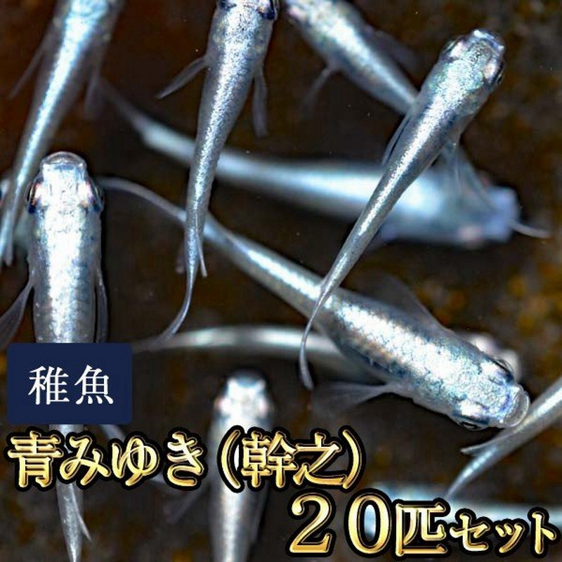 メダカ 送料無料 青みゆき 幹之 めだか 未選別 稚魚 Ss Sサイズ 匹セット 鉄仮面血統 幹之メダカ 沖縄は別途送料必要 通販 Lineポイント最大get Lineショッピング