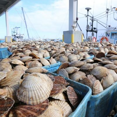 ふるさと納税 別海町  ほたて貝柱 500g ジャンボサイズ 北海道産 野付 生食用 刺身 冷凍