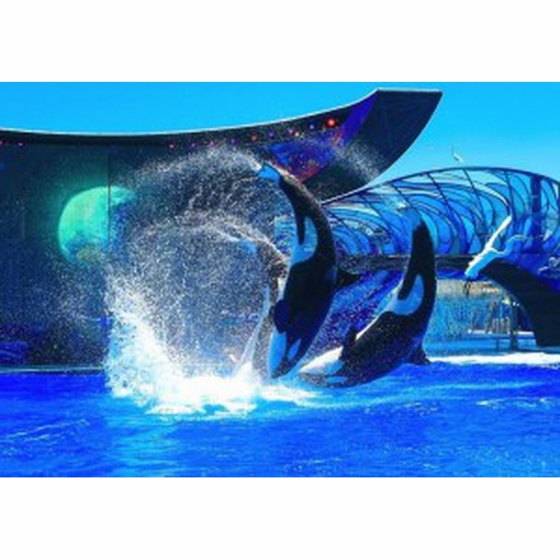 絵画風 壁紙ポスター シャチ オルカ ジャンプの競演 オーランドsea World グランパス Killer Whale Orca 006a2 版 594mm 4mm 通販 Lineポイント最大6 0 Get Lineショッピング