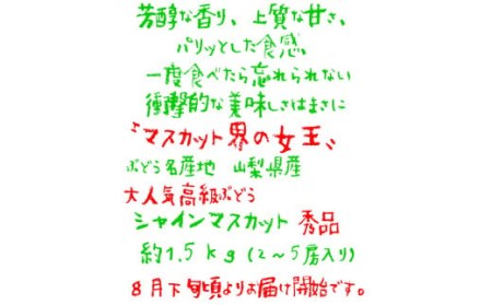 ＜2024年先行予約＞農園直送！濃厚シャインマスカット 約1.5kg※クール便配送 109-002