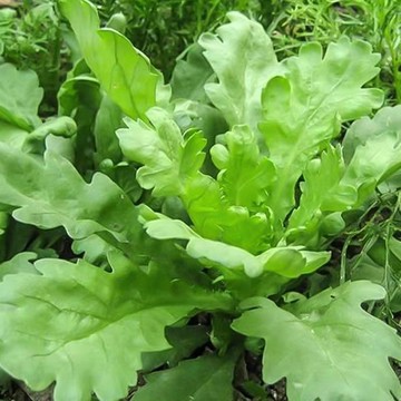 🔥茼蒿種子 打某菜/山茼蒿/春菊 台灣四季可種 快收蔬菜 火鍋首選 居家盆栽 有機種植 新手必備 耐熱耐寒