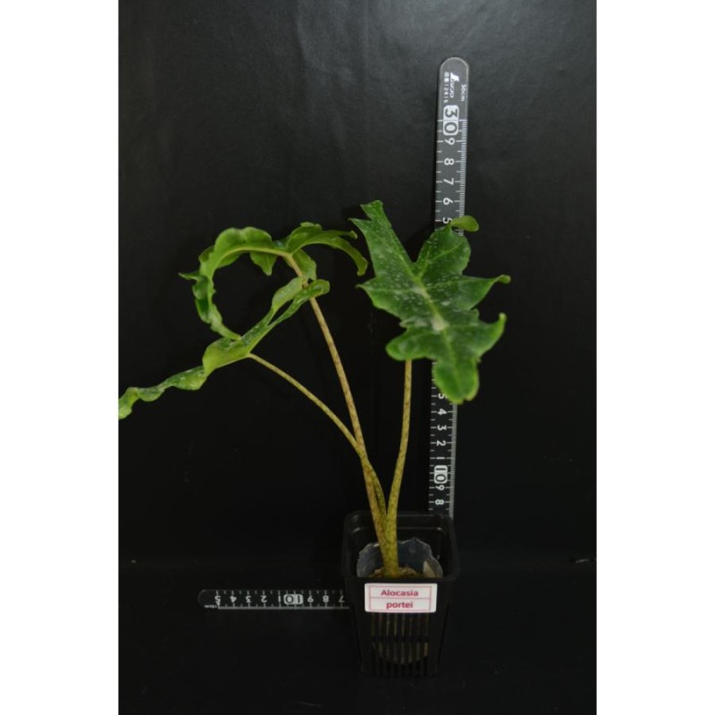 Alocasia portei/アロカシア ポルティ【観葉植物】輸入株 | LINEブランドカタログ