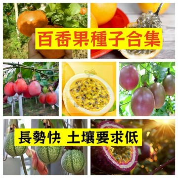 🌱早熟高產 百香果種子合集 長勢快 土壤要求低 耐寒 耐旱 易生長 熱情果 高產 抗病抗旱 易種植 高產爬藤水果種子
