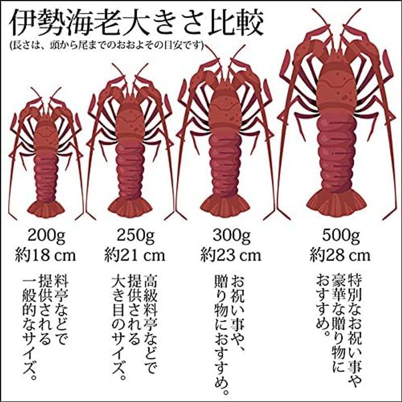 厳選国産活〆 天然伊勢海老 約500g(500g前後×1尾)急速冷凍 刺身