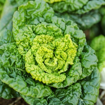 🥬【烏塌菜種子】100 粒入｜現貨耐寒黃金烏塌菜 菊烏纔娃娃白菜 四季可播 新手懶人田園盆栽蔬菜種籽