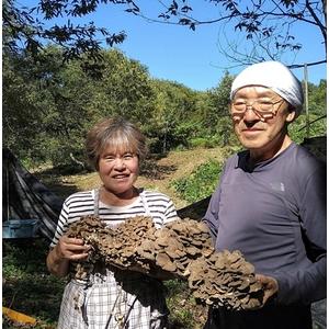 ふるさと納税 大きくて肉厚！阿賀町産生しいたけ（菌床）1kg 新潟県阿賀町