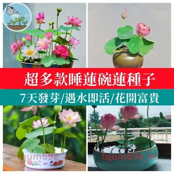 💯款已開口微型碗蓮種子 微型睡蓮種子（5天發芽，遇水即活）大型四季荷花蓮花種子 禪意植物開花不斷四季水生魚缸種子