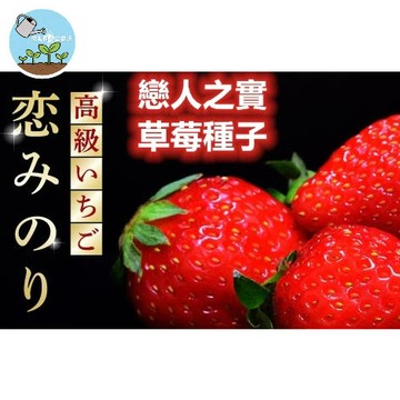 🍓【日本殿堂級種源】熊本戀香草莓種子 約100粒 日本直送血統 夢幻香氣 高甜多汁 家庭栽培極致挑戰 珍稀品種收藏