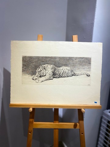 英國藝術家Herbert Dicksee - 19th世紀蝕刻版畫 - 老虎 /Tiger