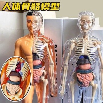 人體模型可拆卸拚裝身體器官玩具結構骨骼3d骨架內臟科敎 TMRQ 萬嘉